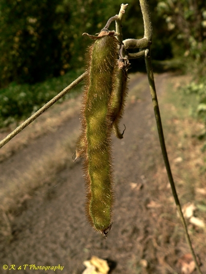 {Pueraria montana var. lobata}